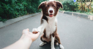 ¿Sabias que si tu perro te pone la pata encima, puede estar diciendo Te amo?