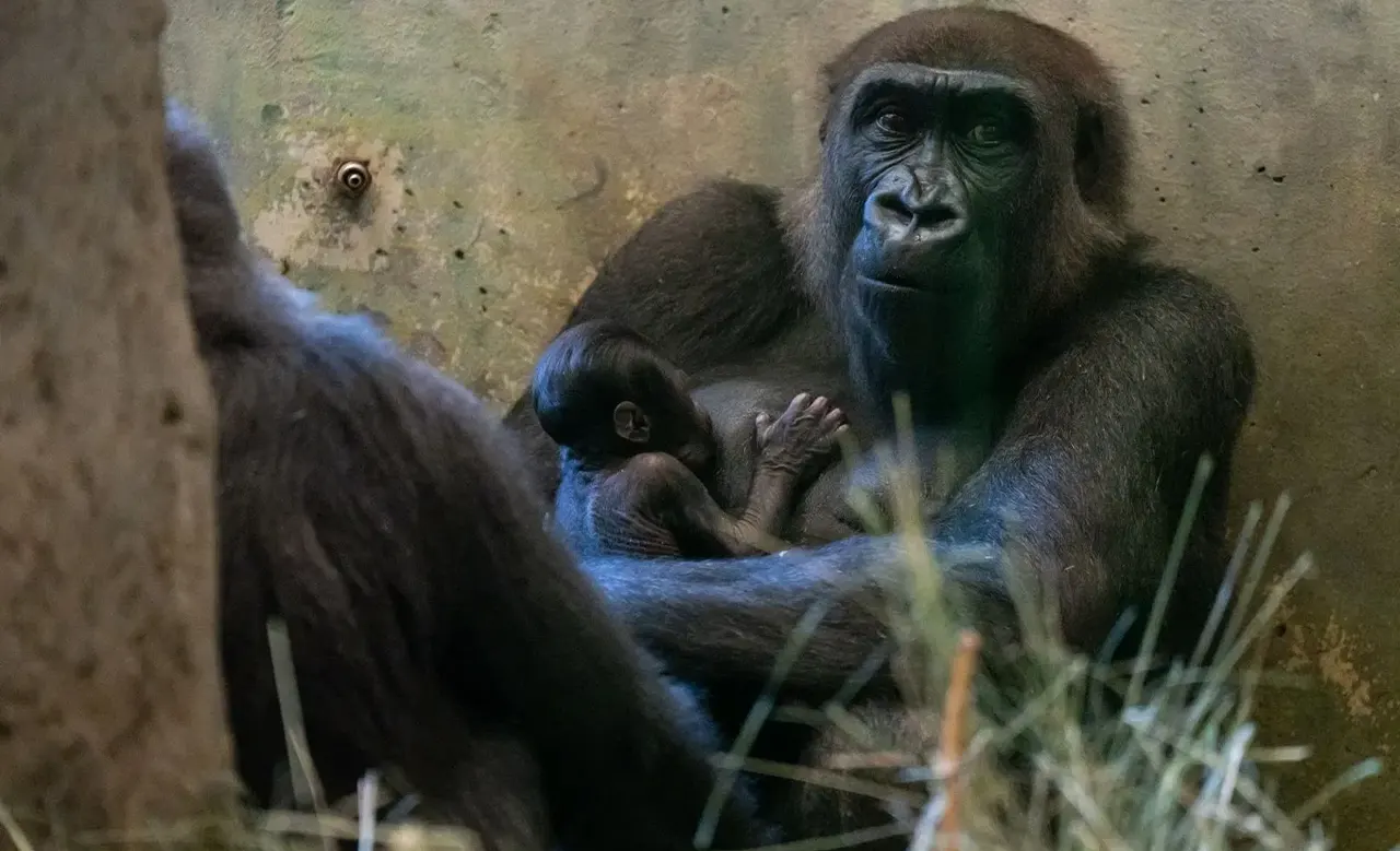 Sorpresa en un zoo de EE.UU: Gorila considerado macho da a luz